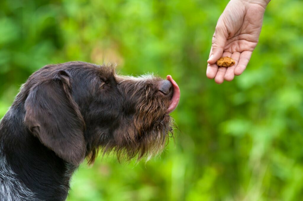 cane aspetta croccantino