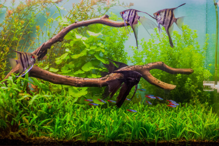 pesci per acquario pesci per acquario