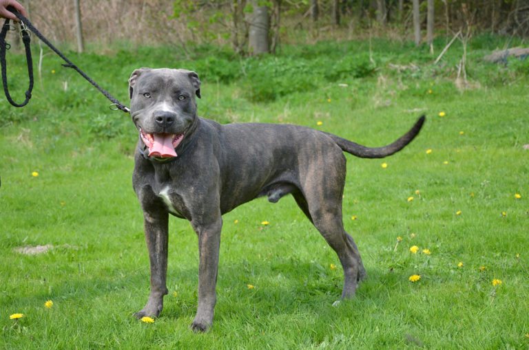 Presa Canario Presa Canario