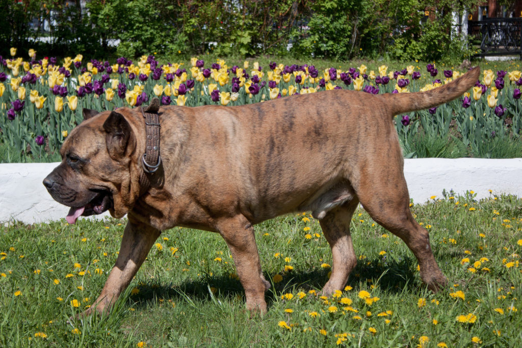 Presa Canario Presa Canario