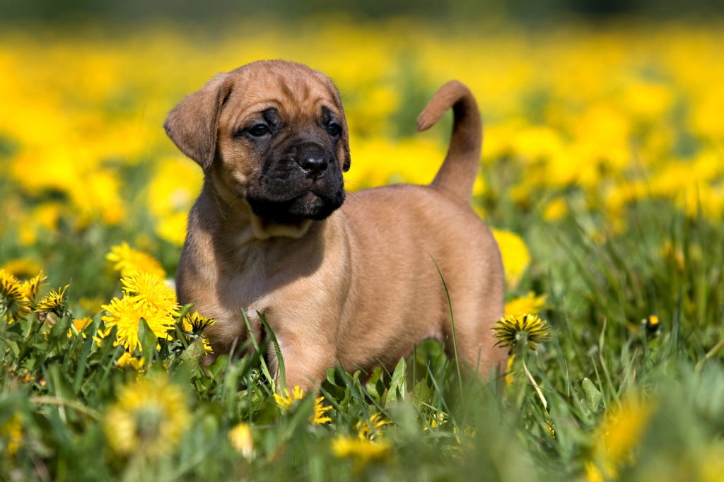 cucciolo di Presa Canario cucciolo di Presa Canario