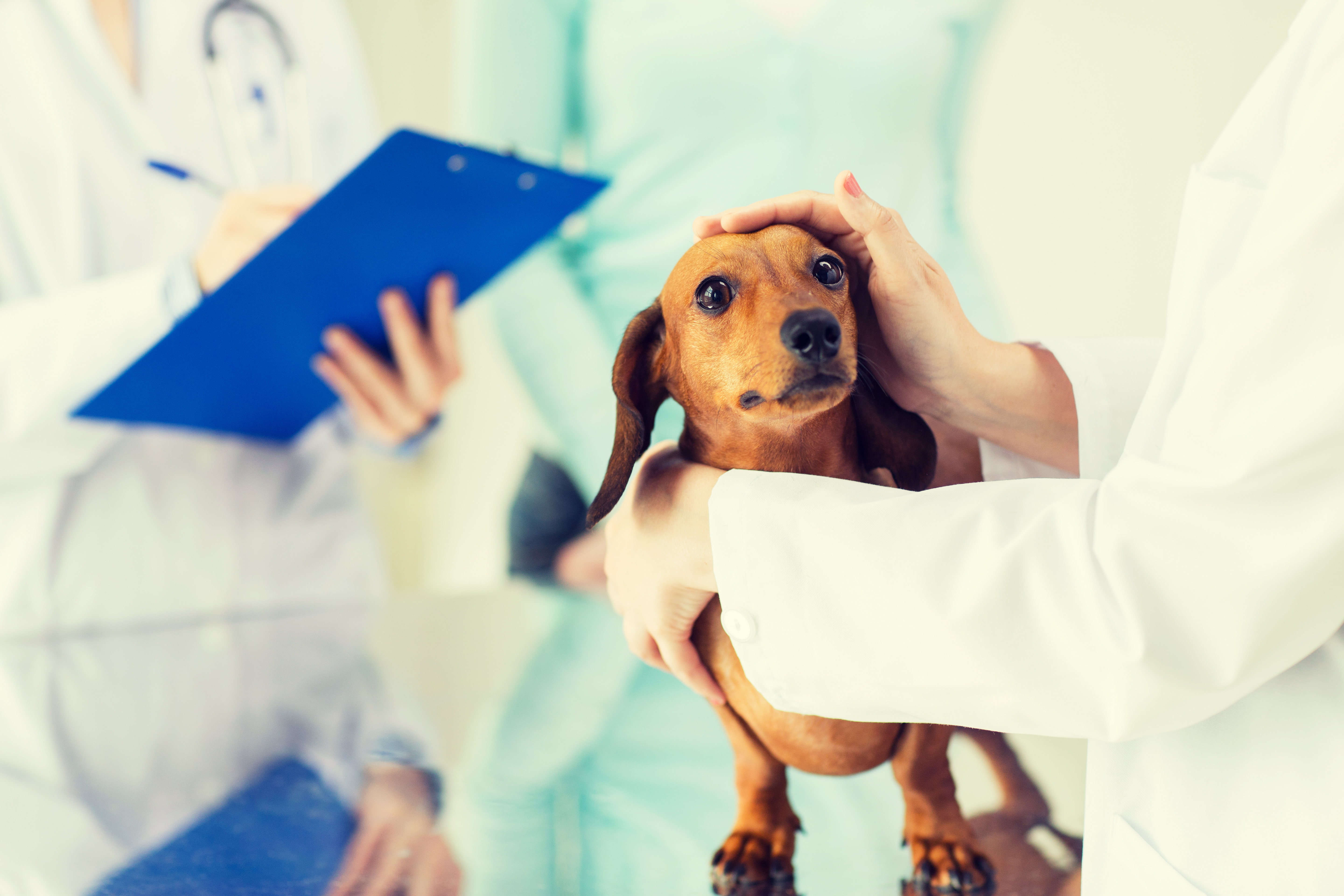 Il Cane Vomita