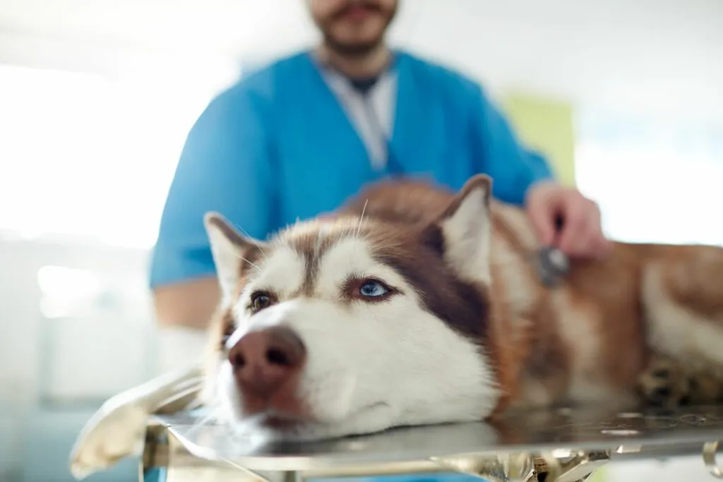 Vomito nel cane: cause e trattamento
