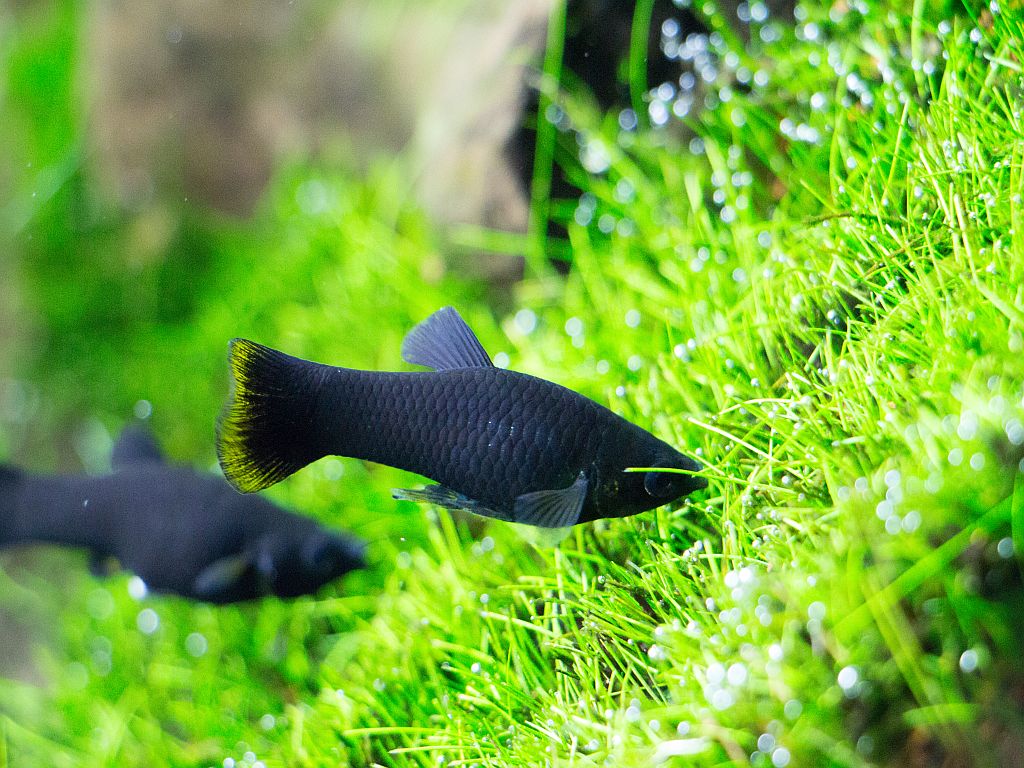 il pesce Black Molly