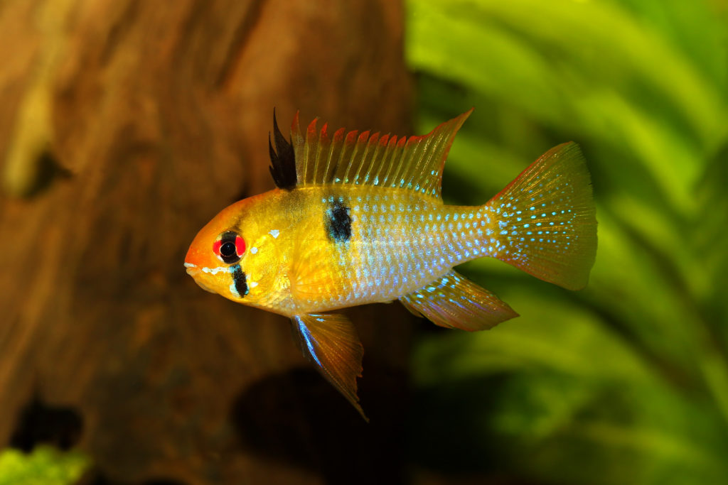 il pesce Ciclide nano di Ramirez