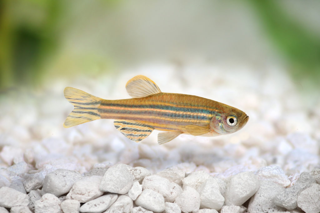 il pesce Danio Zebrato