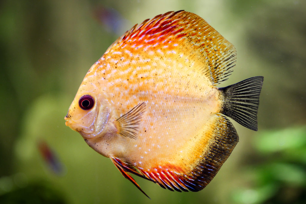 il pesce Disco