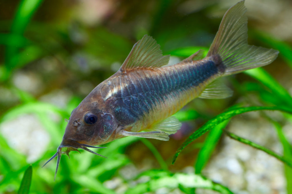 il pesce Gatto corazzato