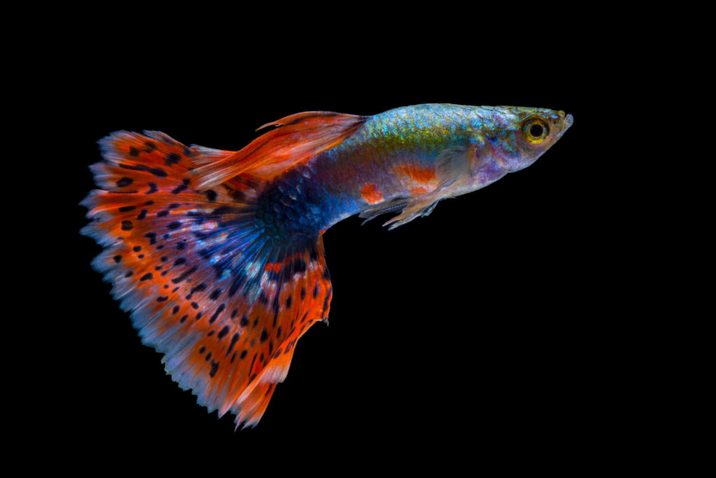 il pesce Gubby