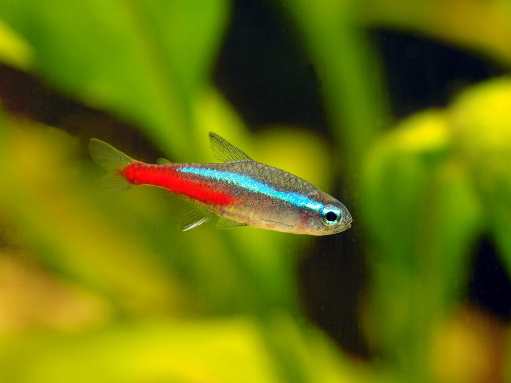il pesce Neon