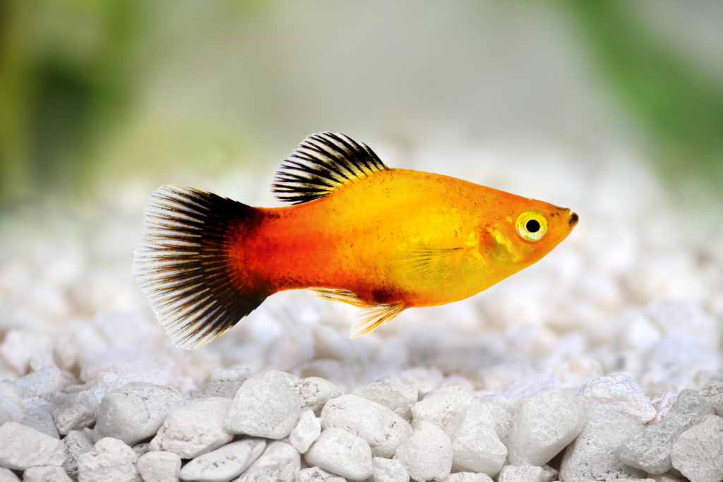 il pesce Pluty