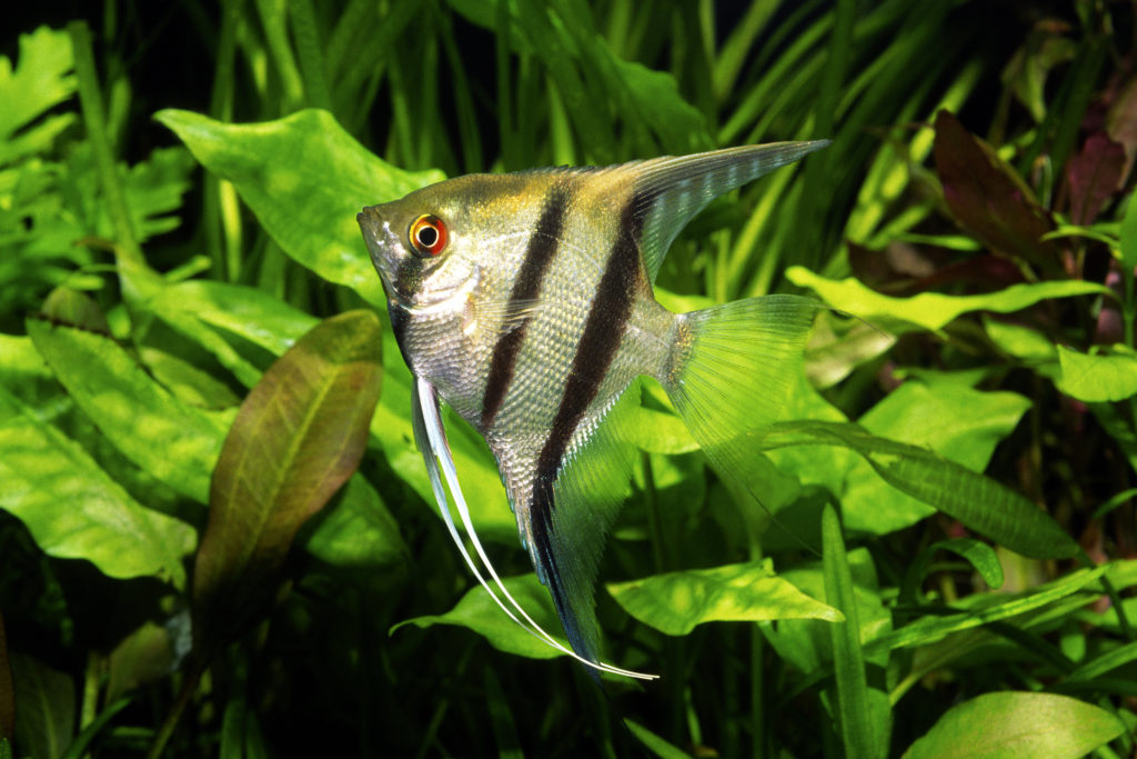 il pesce Scalare