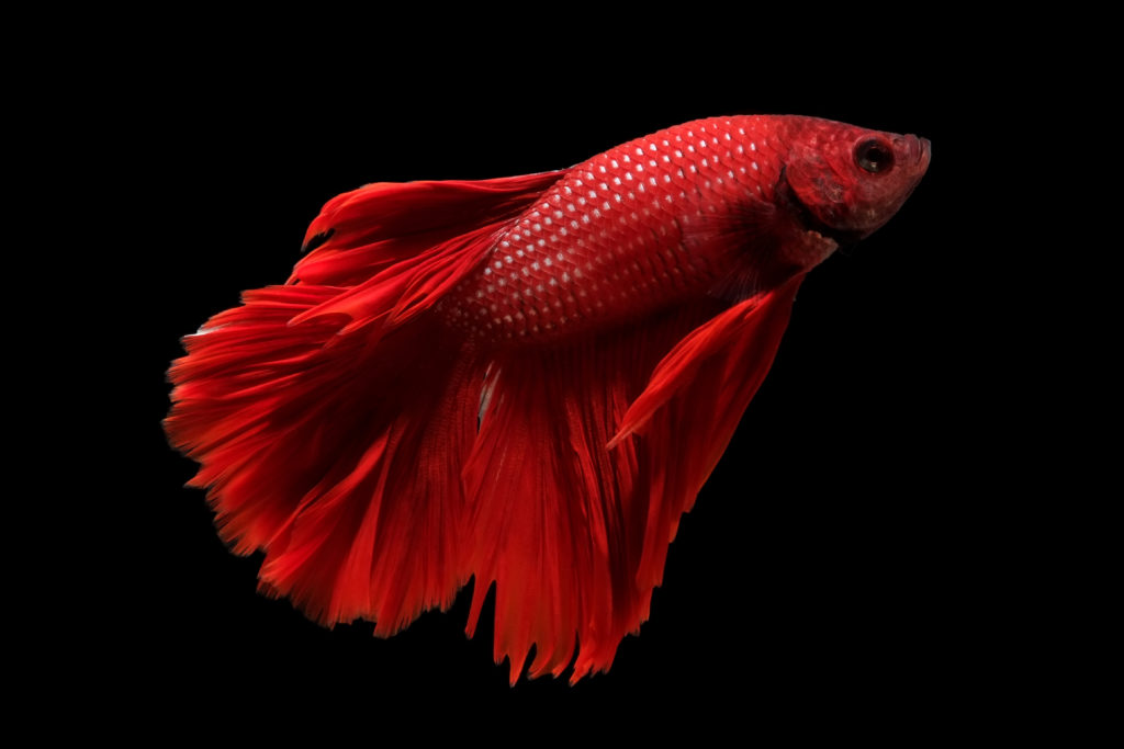 il pesce Siamese Combattente