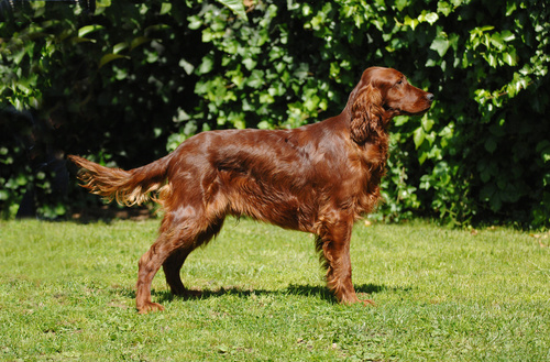 Setter Irlandese Rosso