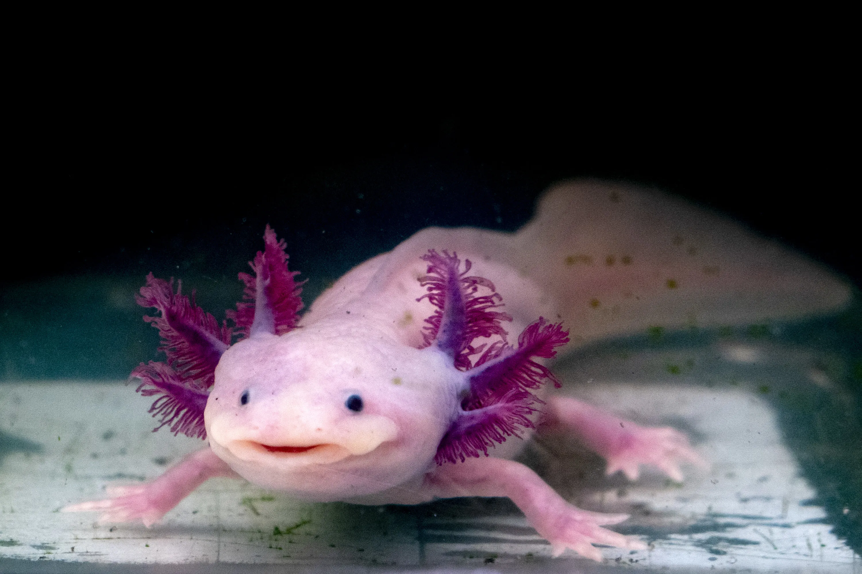 Axolotl: caratteristiche e cura | zooplus Magazine acquaristica