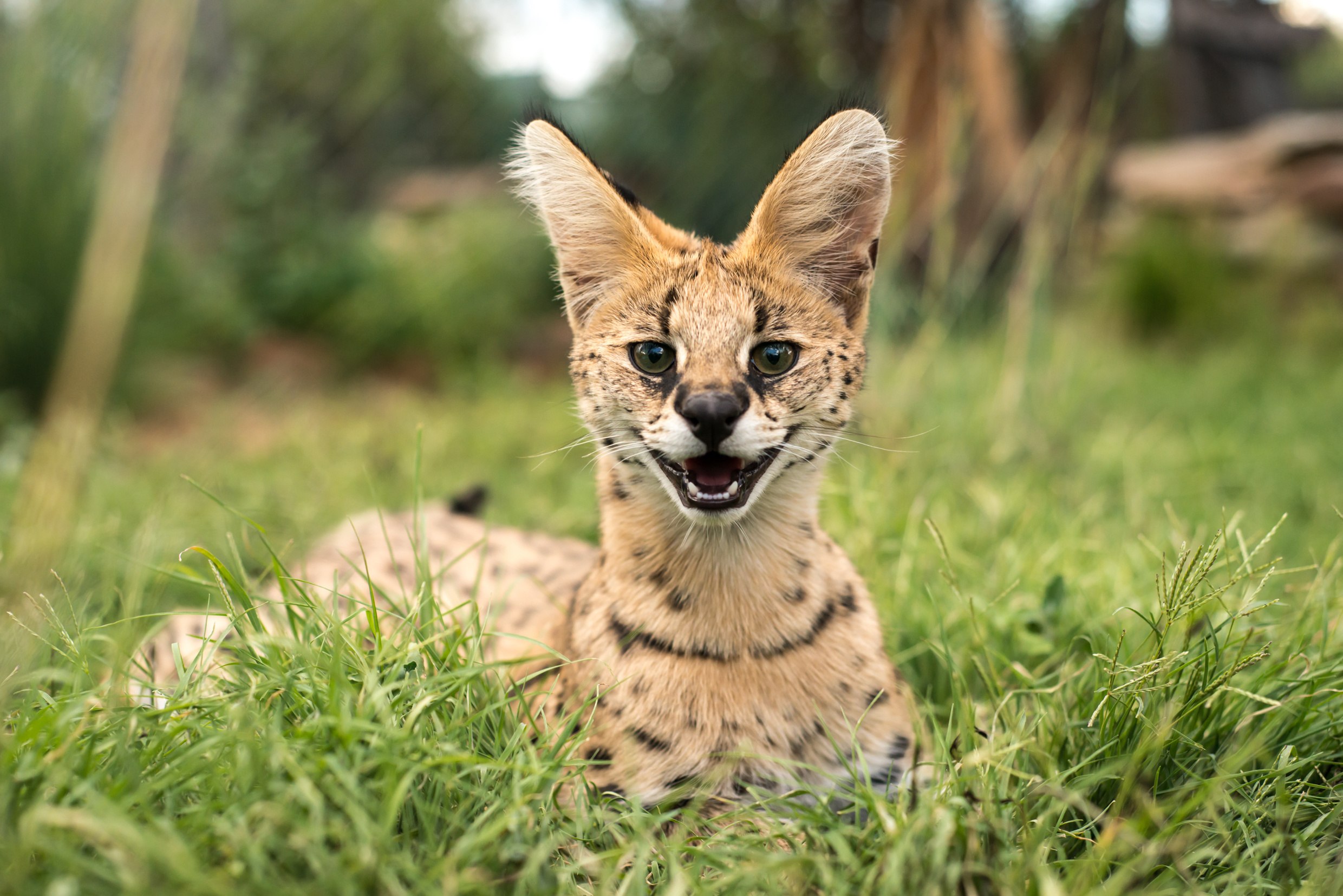 Serval: la storia di una specie | zooplus Magazine per gatti