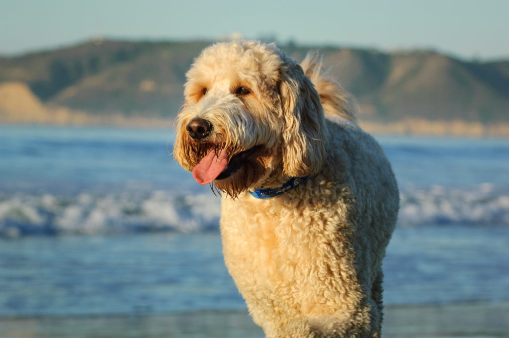 Goldendoodle al mare