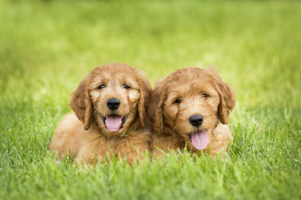 Goldendoodle