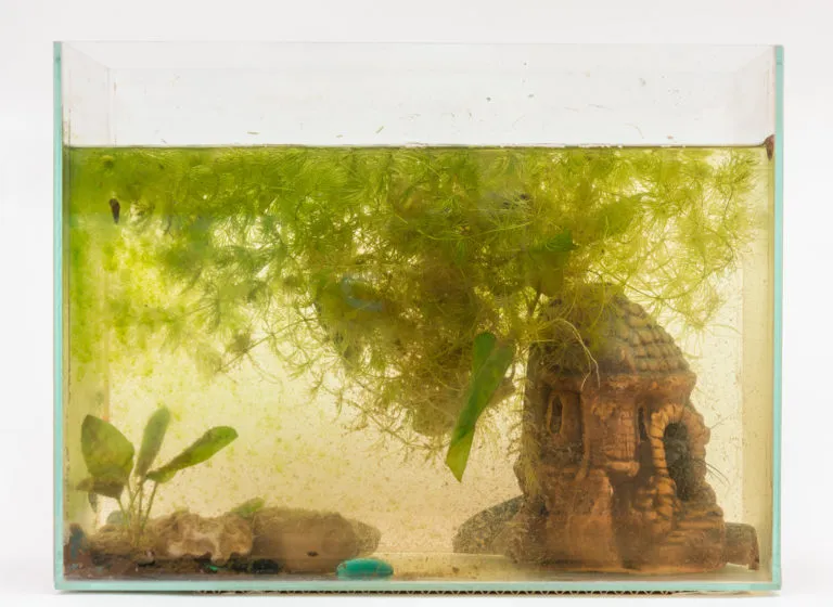 Risolvere il problema delle alghe verdi | zooplus Magazine acquaristica