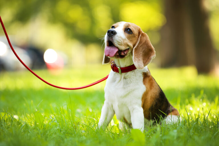 calore nella femmina di cane