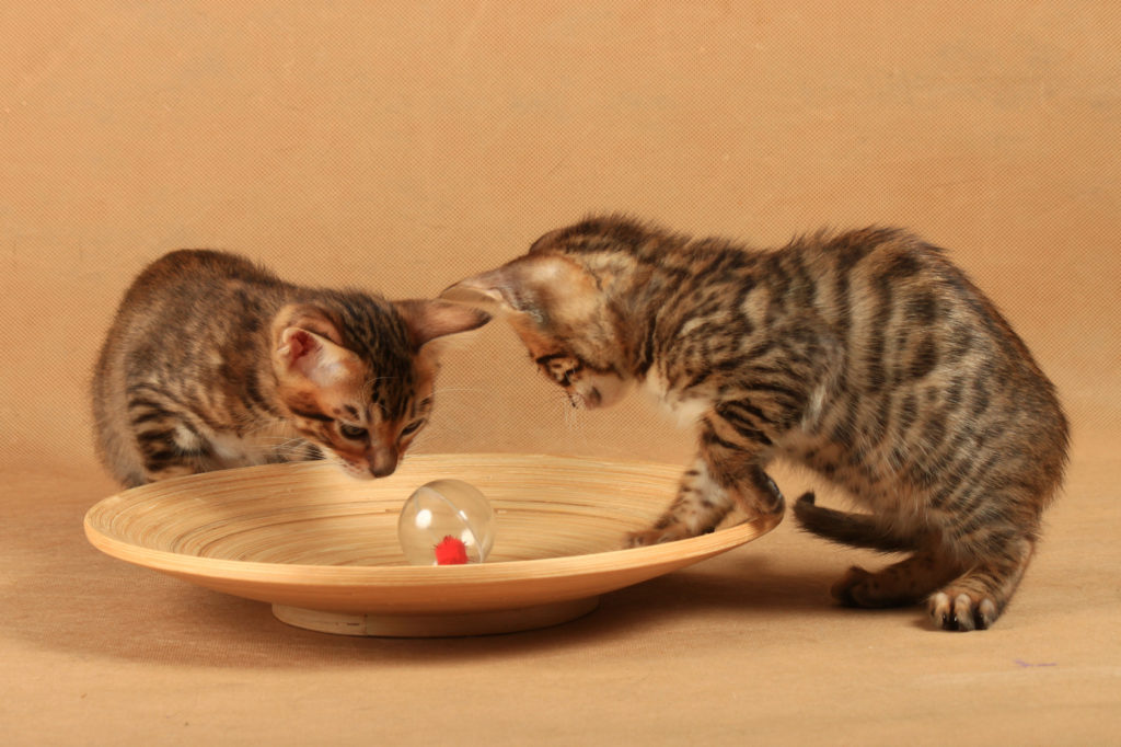 cuccioli di Toyger