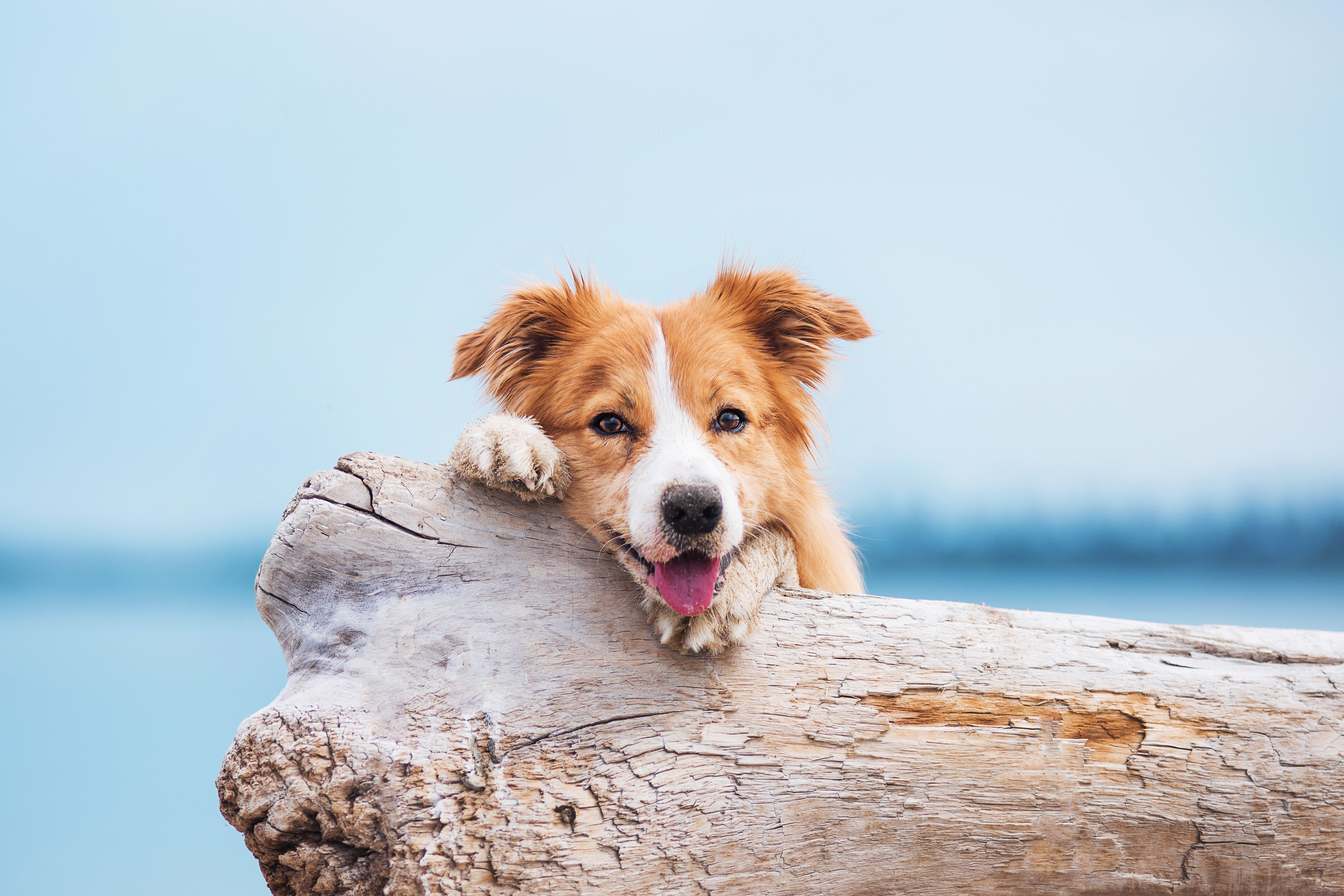 Spiagge Dog Friendly In Italia Zooplus Magazine Per Cani