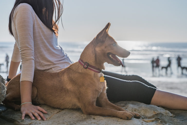 Spiagge Dog Friendly In Italia Zooplus Magazine Per Cani