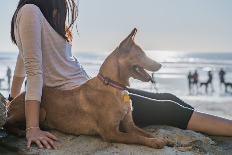 Spiagge dog friendly in Italia