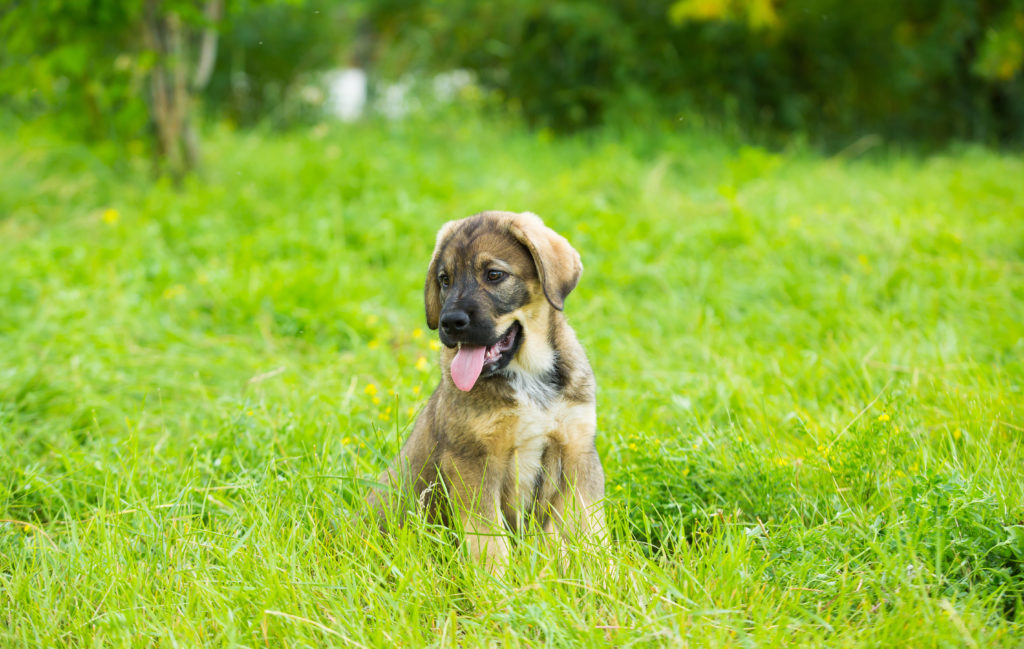 Mastino spagnolo