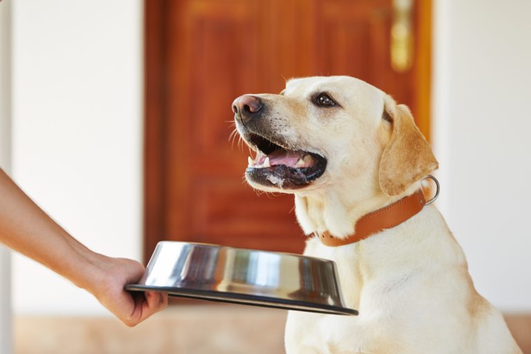 Alimenti pressati a freddo per cani