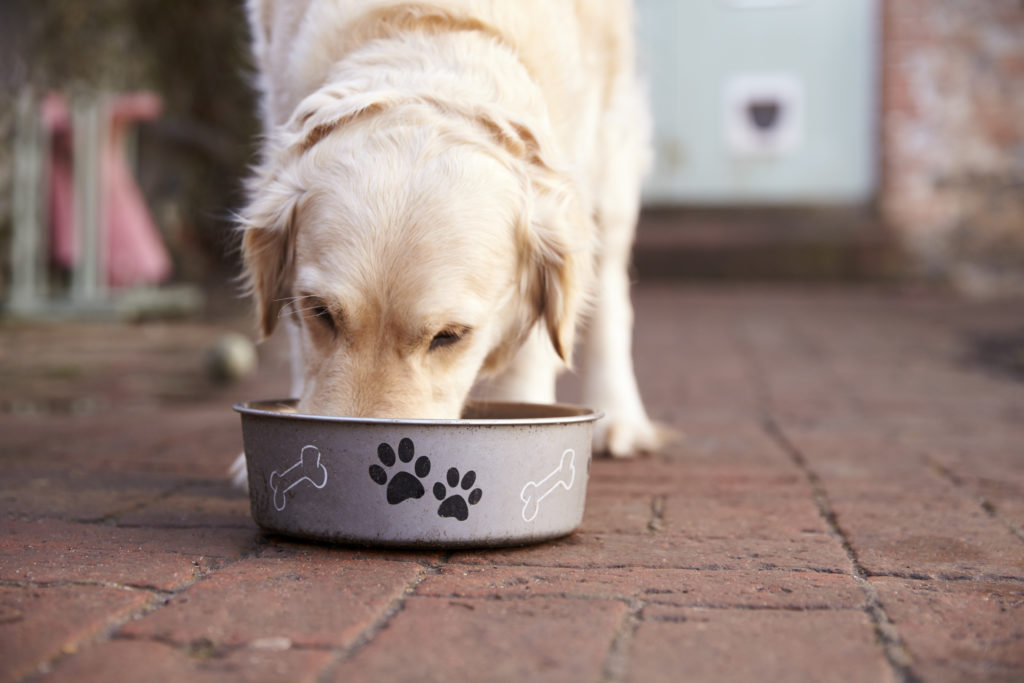 Alimenti pressati a freddo per cani