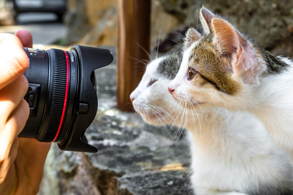 consigli per fare foto ancora più belle al tuo gatto