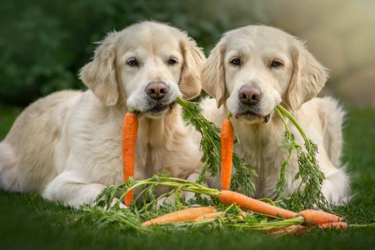 alimentazione vegetariana per cani