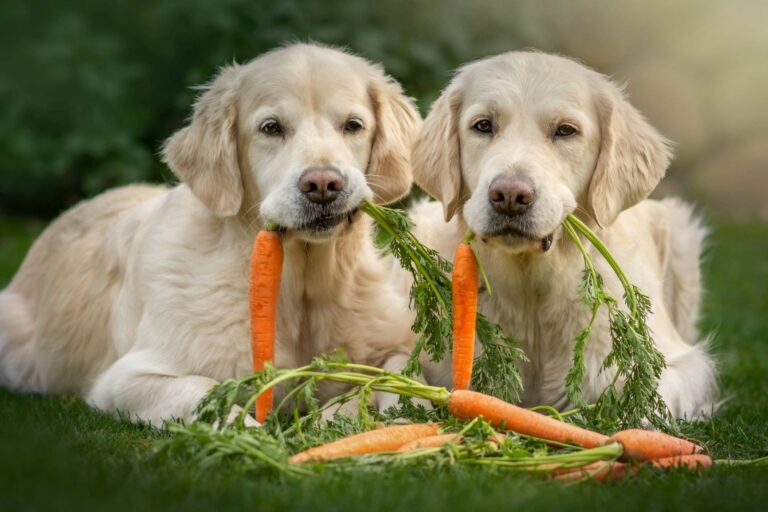 zwei-hunde-mit-karotten-768×512 alimentazione vegetariana per cani