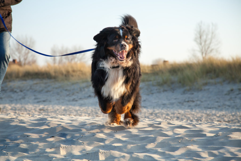 Berner-Sennenhund-am-Strand-im-Sprint-1024×682