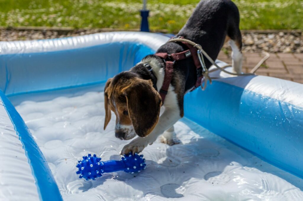 socializzazione del cucciolo cane che gioca in acqua