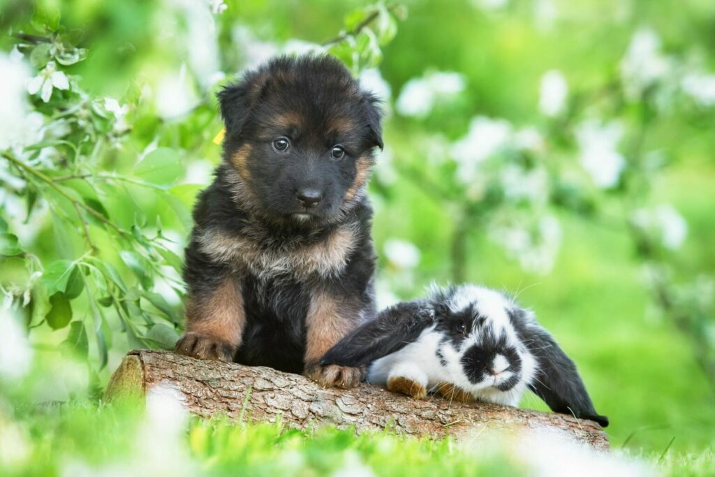 cucciolo cane insieme a coniglio