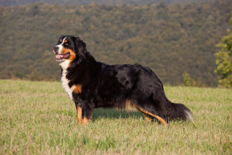 Bovaro del Bernese Bovaro del Bernese