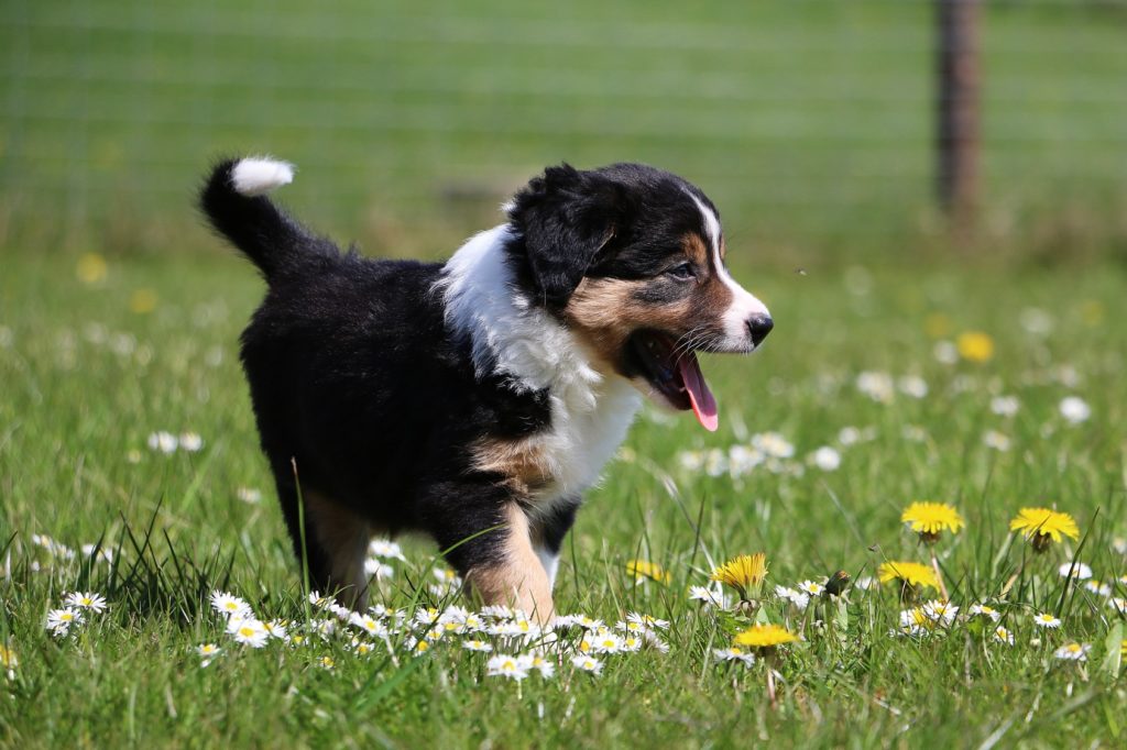 border-collie-welpe-1-1024×682