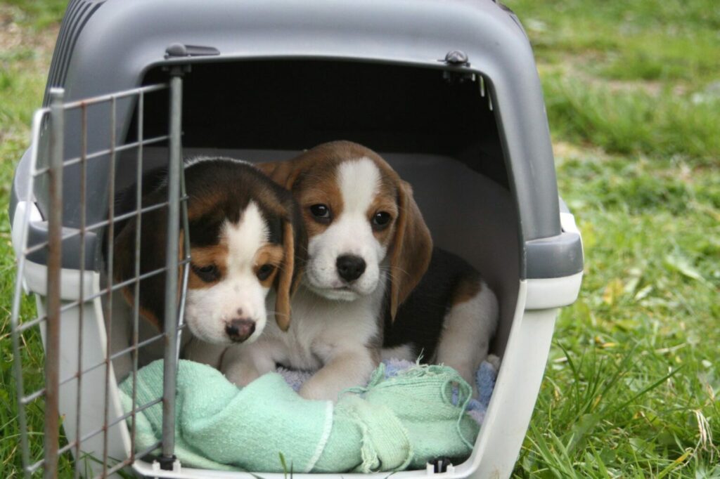 cuccioli cane in box