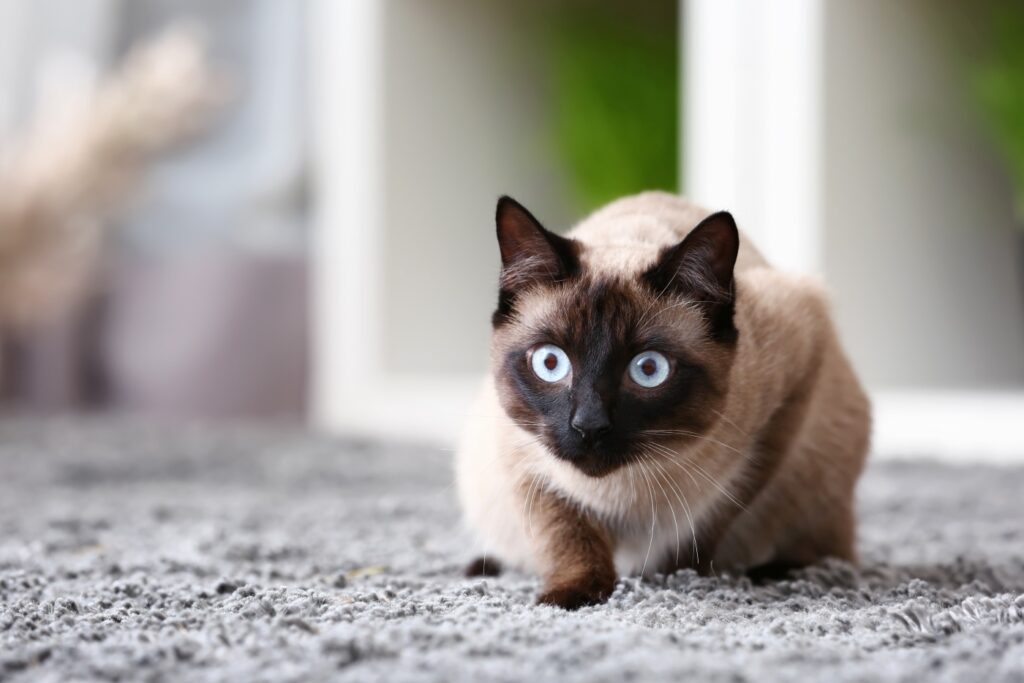 gatto thailandese in agguato su tappeto grigio
