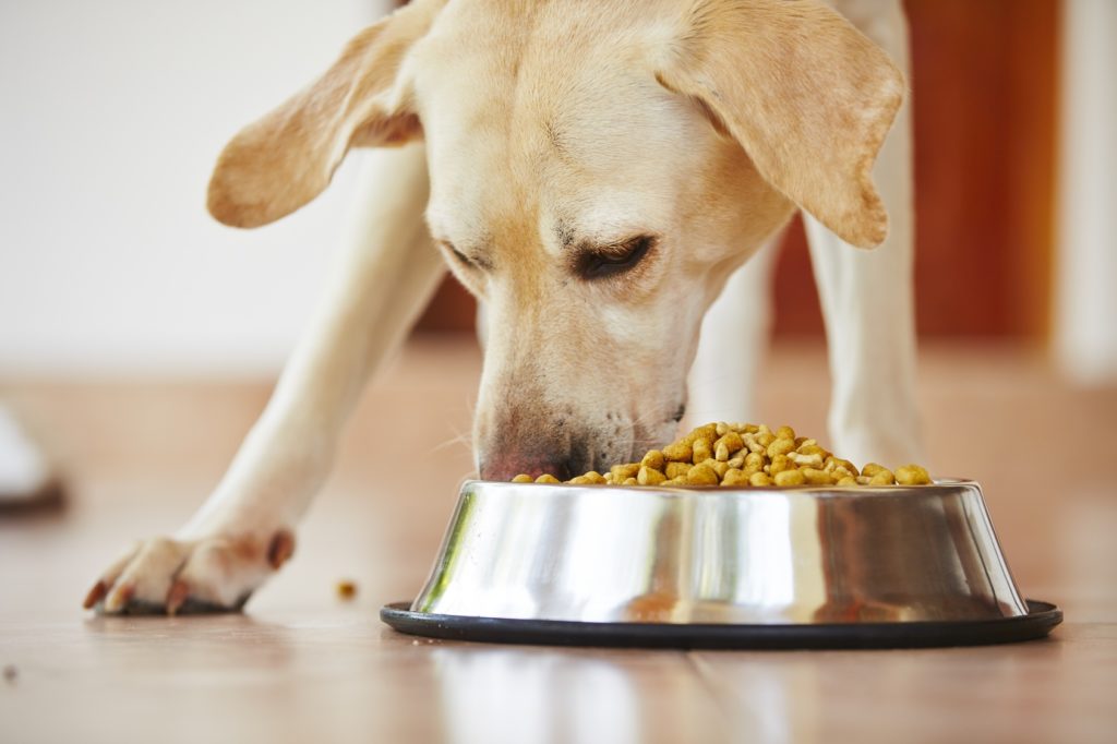 labrador mangia crocchette