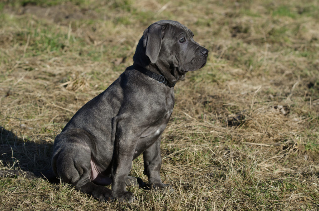 cucciolo di Mastino Napoletano