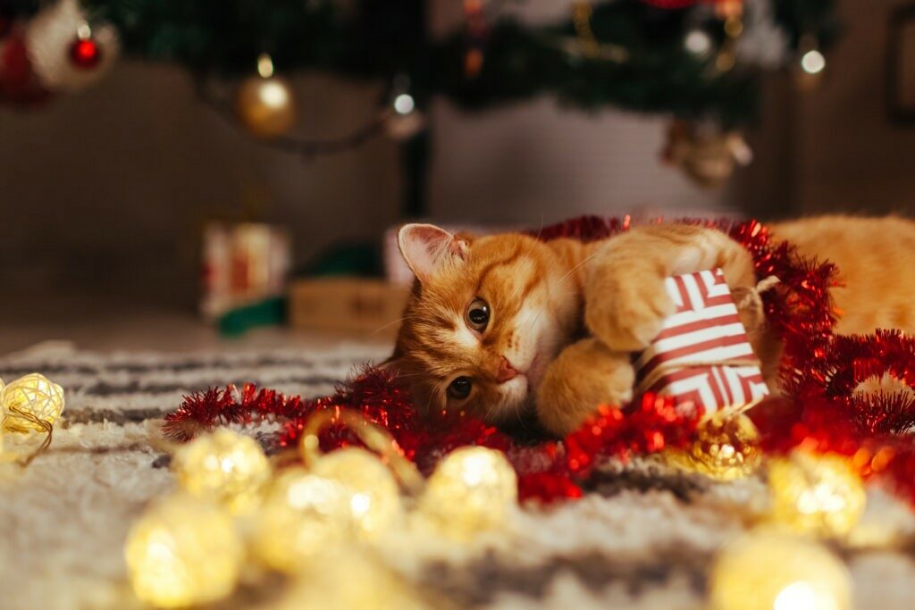 Foto Di Natale Gatti.Regali Di Natale Per Gatti