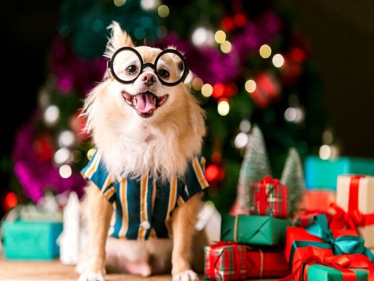 Regali Di Natale Per Un Amica Speciale.Regali Di Natale Per Cani