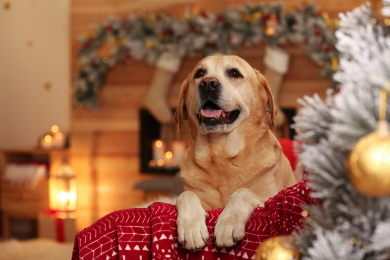 Cane Golden Retriever
