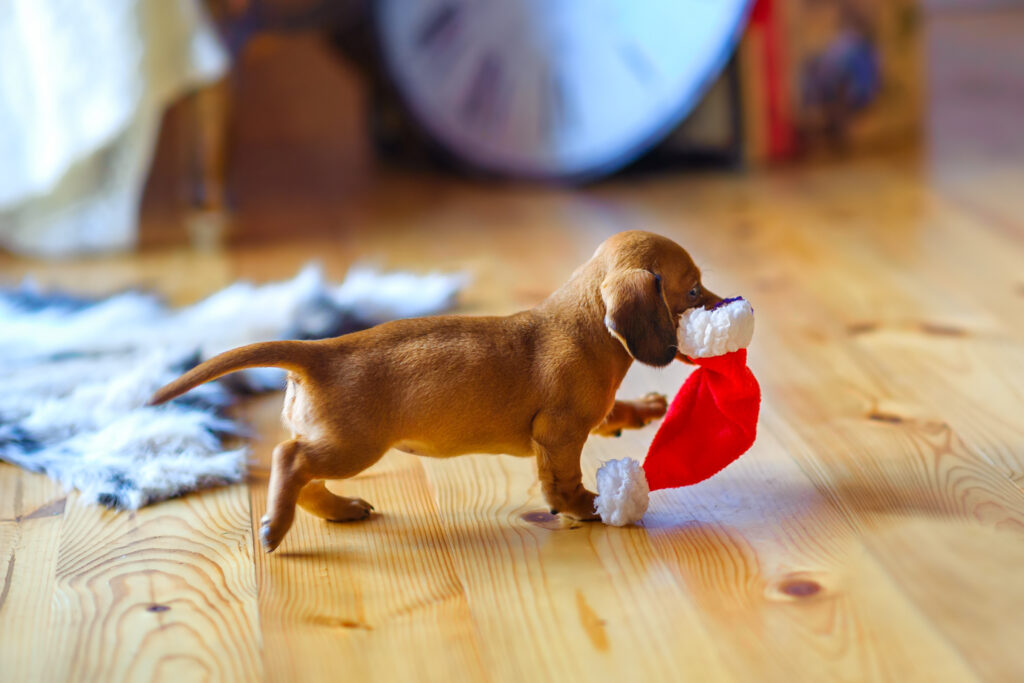 a small puppy of the taka breed runs around the house with a Santa Claus hat in his teeth. Taka puppy christmas present