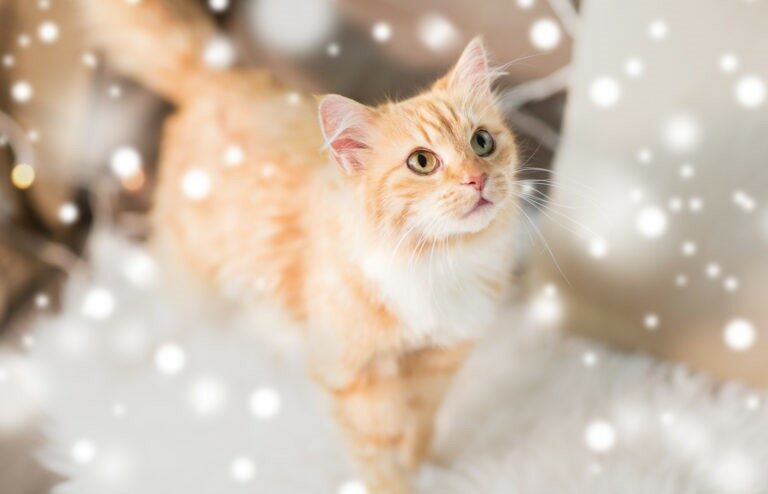 Immagini Natalizie Gatti.6 Buoni Motivi Per Non Regalare Un Gatto A Natale