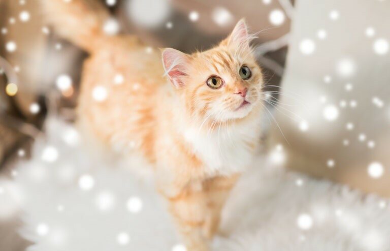 Gatto Natale Gatto Natale