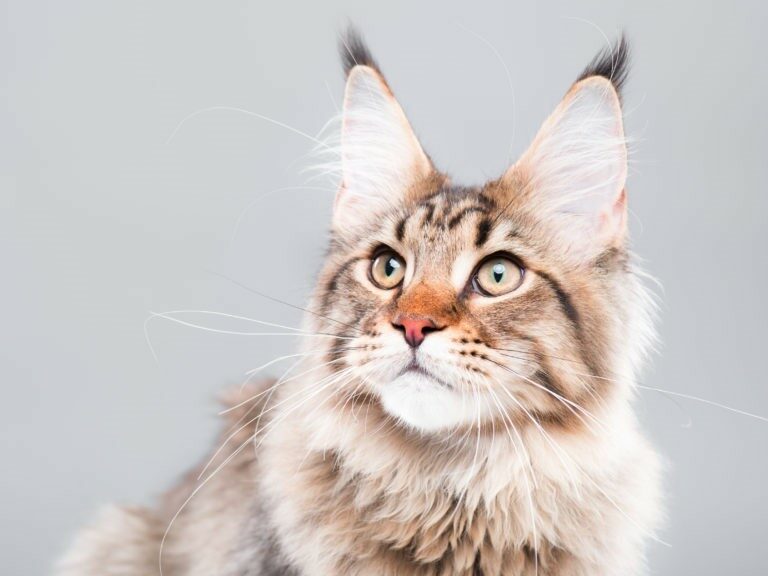 Calcolare l’età del gatto Calcolare l’età del gatto